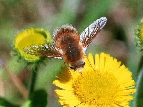 Réf. 274 415 : Anastoechus sp.